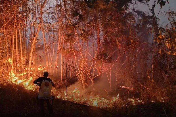 Habitat Burung Langka Halmahera Kritis: Karhutla Berpekan-pekan di TN Aketajawe