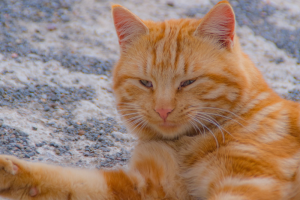 Kucing Oren