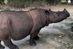 Badak Sumatra Ratu