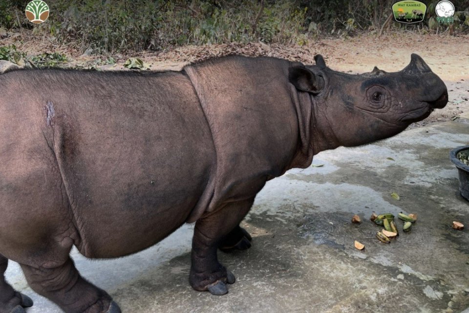 badak, badak Sumatra, konservasi