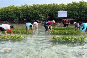 Pelestarian Mangrove PHE ONWJ