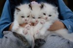 ide nama kucing lucu