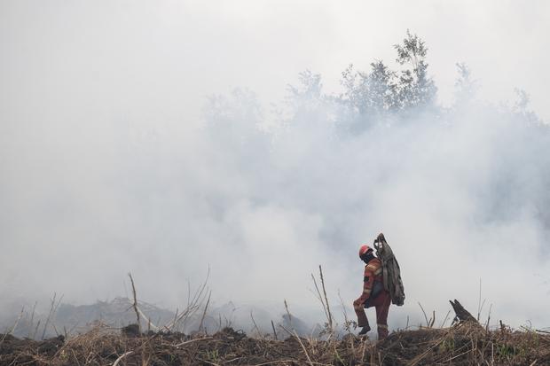 Tujuh Perusahaan di Balik Kebakaran Hutan Sumatra: Dua Grup Besar dalam Pusaran