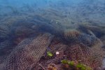 Sampah Alat Tangkap Ikan Picu Ghost Fishing