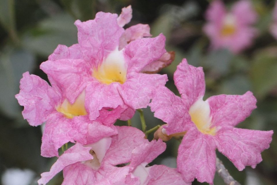 tabebuia pink terkait jenis bunga tabebuya
