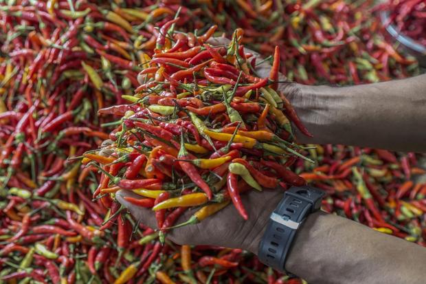 Harga cabai rawit di Ternate melonjak