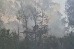 Kebakaran di Tanjung Puting