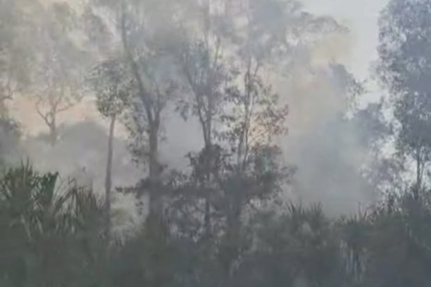 Kebakaran Taman Nasional Tanjung Puting Meluas, Satwa Liar Makin Terancam