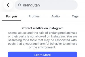 Pembatasan pencarian "orangutan" di Instagram