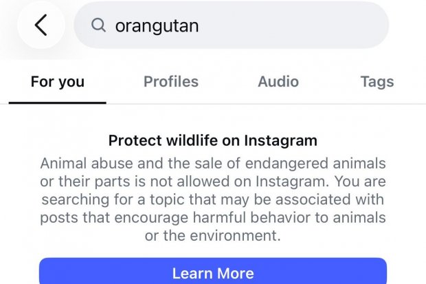 Instagram Halangi Pencarian Orangutan Saat Krisis Karhutla, Meta Hujan Kritik