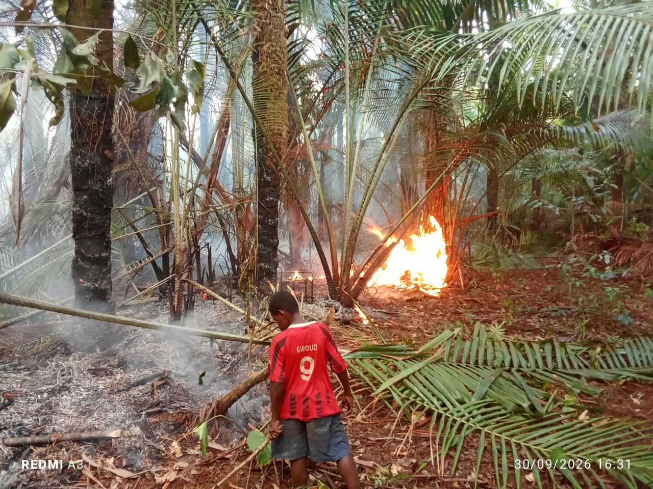 Seorang anak berkaus merah berdiri di dekat api yang membakar pelepah sagu kering; asap mengepul di antara batang sagu.