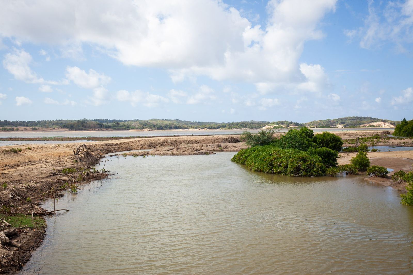 Mangrove di antara proyek