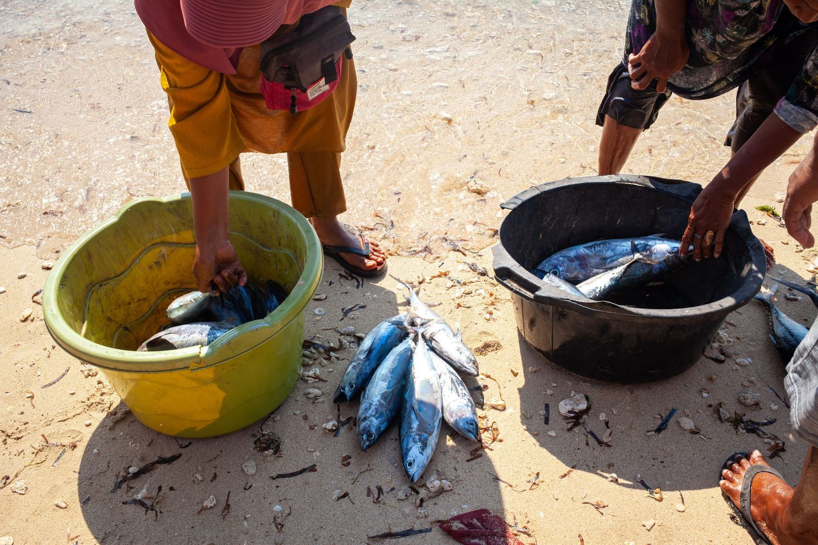Nelayan Bajau menangkap ikan 2