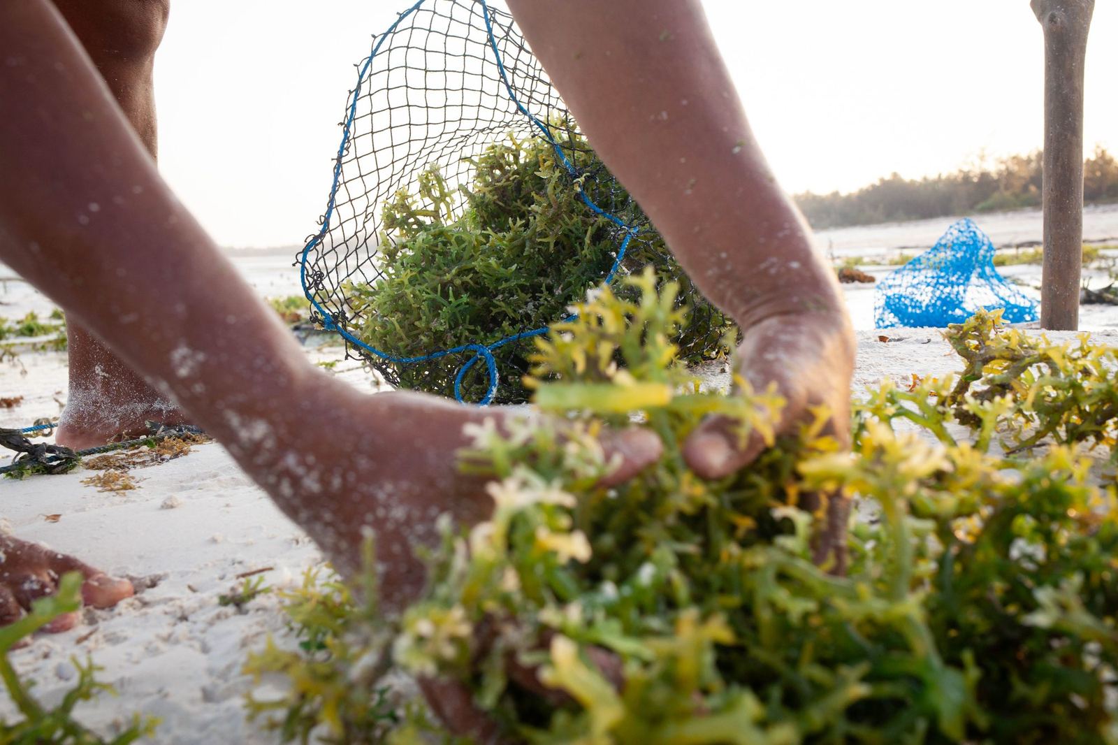 Rumput laut kena penyakit putih