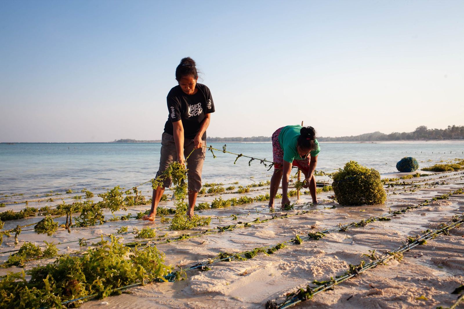 Potensi rumput laut