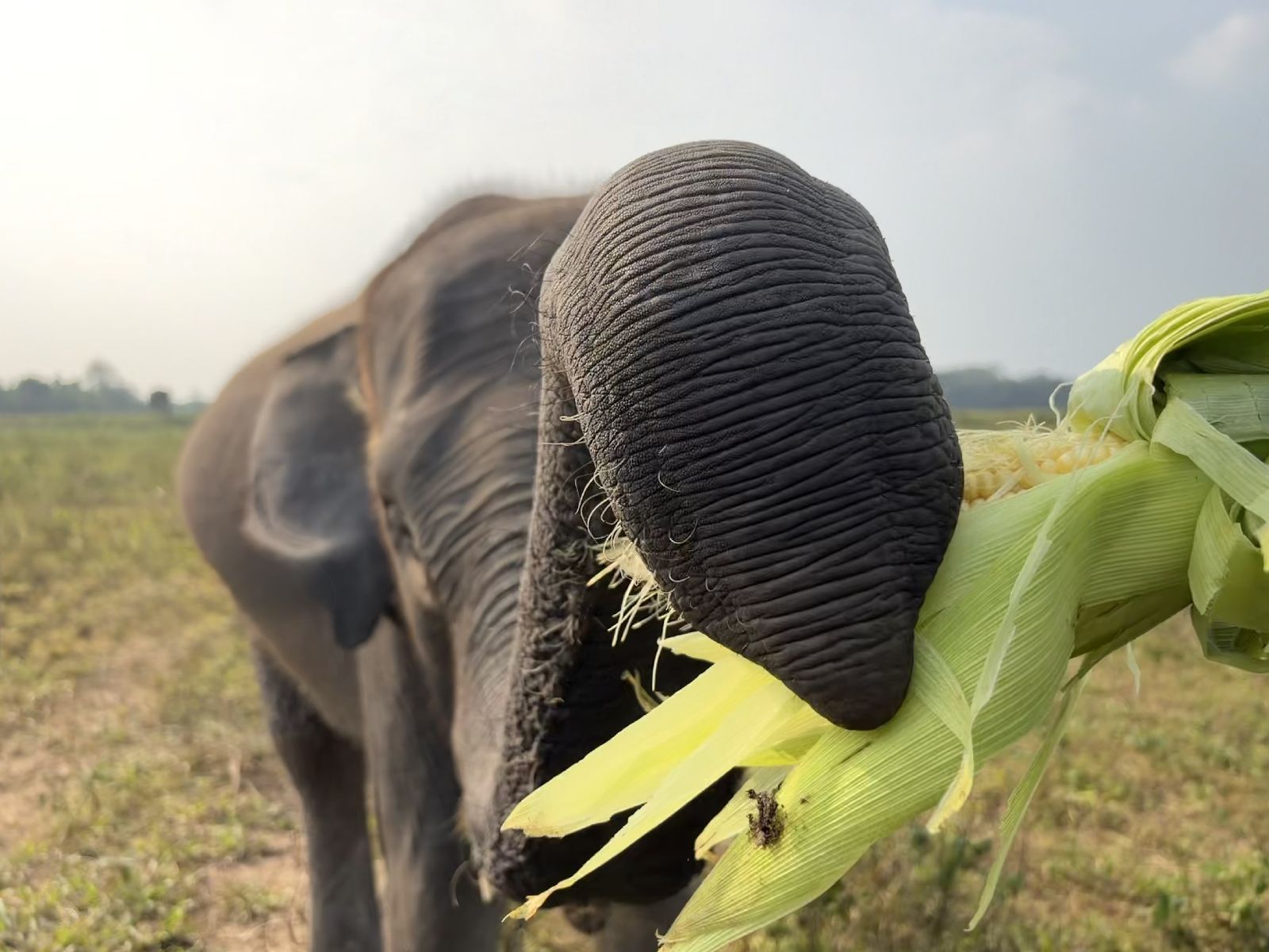 Nunik tengah menyantap jagung