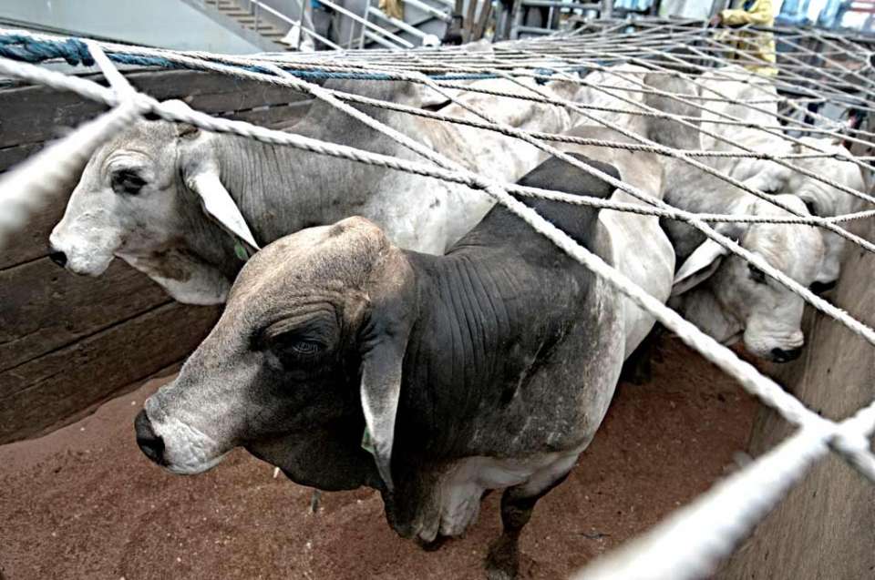 Impor 50 Ribu Sapi dari Australia Terhambat - Berita Katadata.co.id