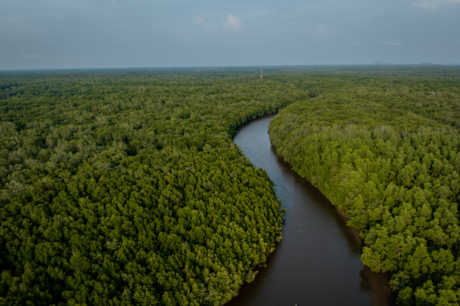 Mangrove forest in Dabong Village