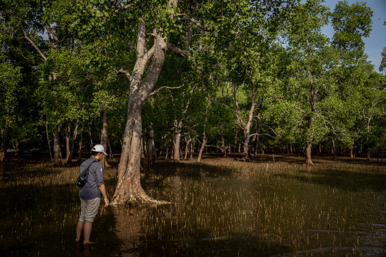 A visitor is among a row of trees in the Beteng Batang Beach